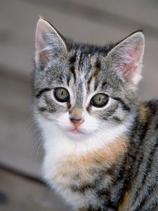 Preview wallpaper kitten, squinting, face, striped