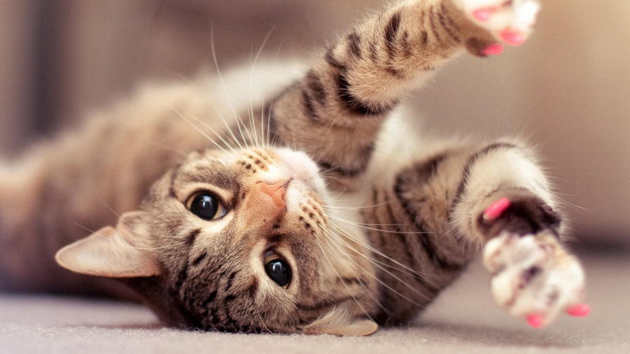 Wallpaper kitten, stretch, striped, muzzle