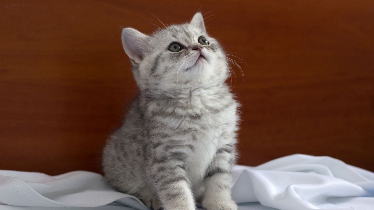 Wallpaper kitten, striped, baby, bedding