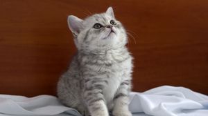 Preview wallpaper kitten, striped, baby, bedding