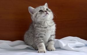Preview wallpaper kitten, striped, baby, bedding