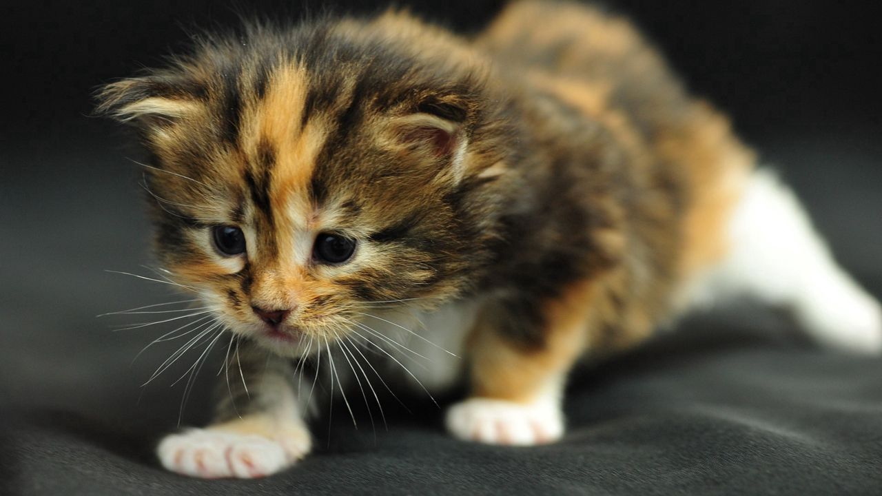 Wallpaper kitten, striped, baby, fear