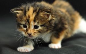 Preview wallpaper kitten, striped, baby, fear