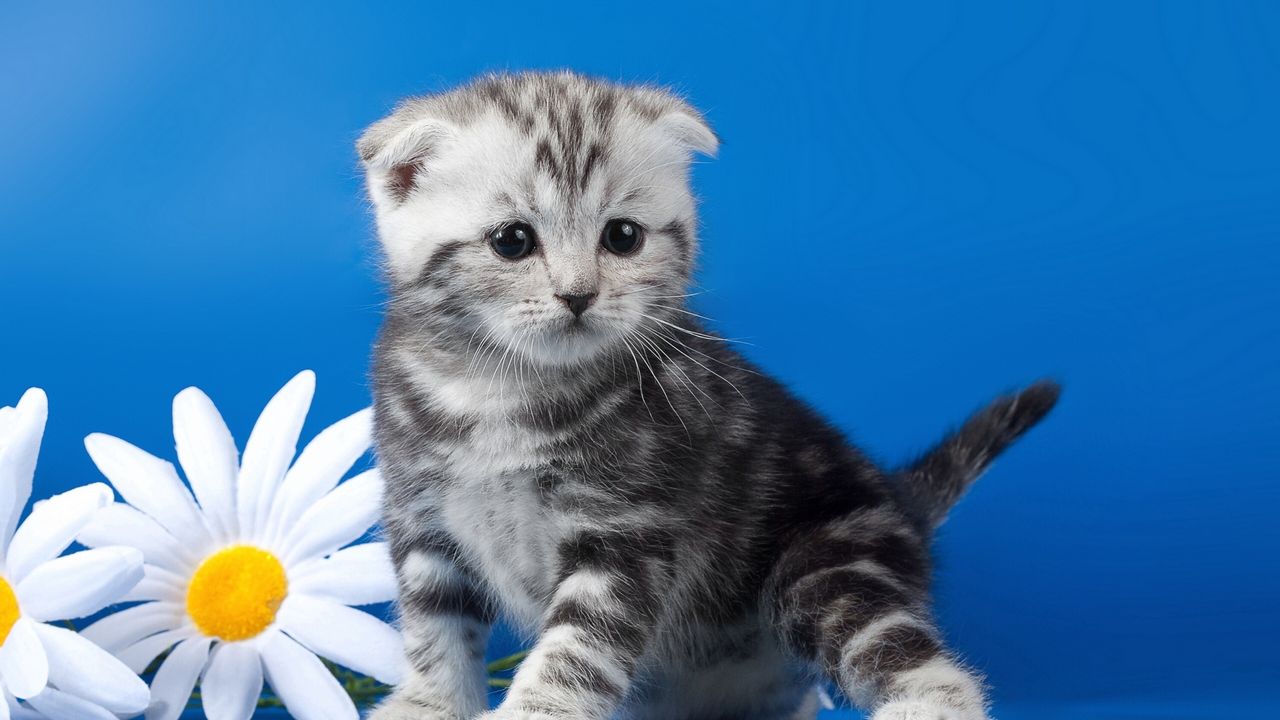 Wallpaper kitten, striped, flower, daisy