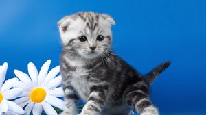 Preview wallpaper kitten, striped, flower, daisy