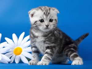 Preview wallpaper kitten, striped, flower, daisy