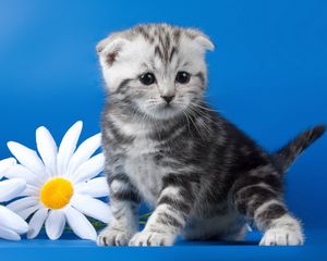 Preview wallpaper kitten, striped, flower, daisy