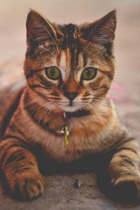 Preview wallpaper kitten, striped, lying, collar