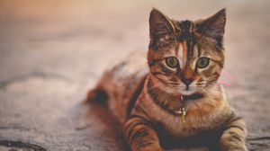 Preview wallpaper kitten, striped, lying, collar