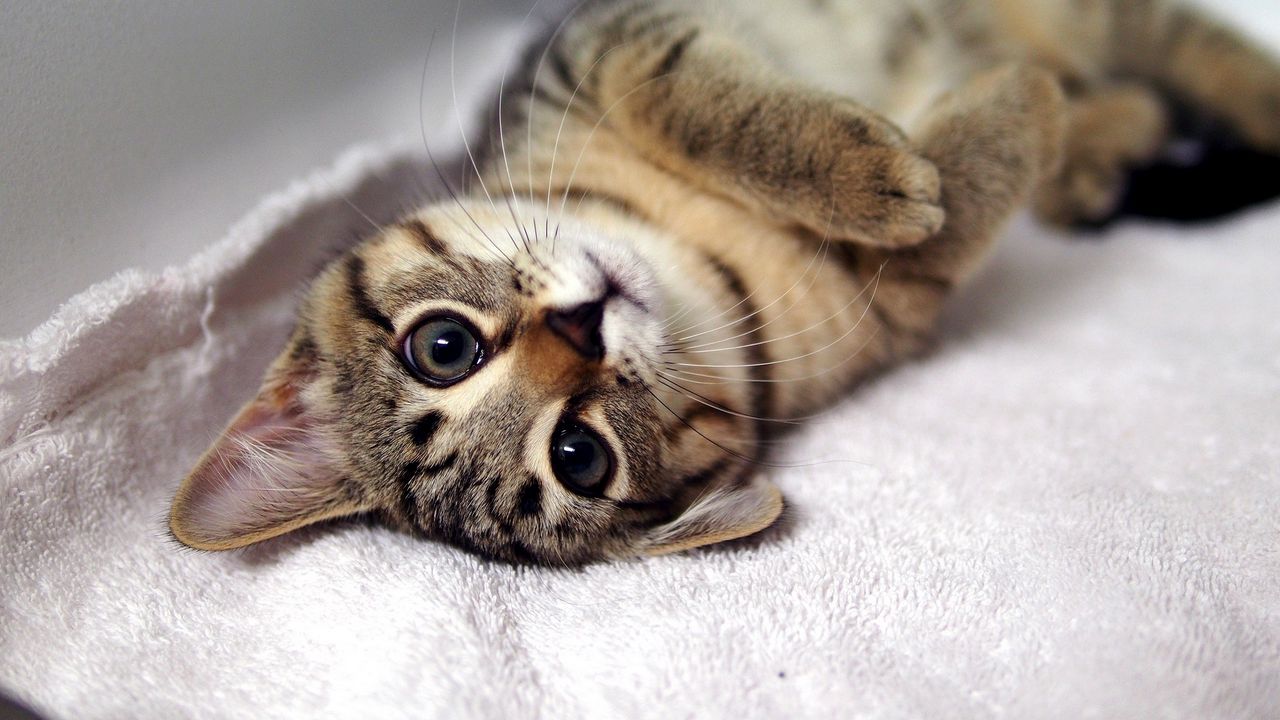 Wallpaper kitten, tabby cat, lying, legs, muzzle, whiskers
