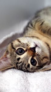 Preview wallpaper kitten, tabby cat, lying, legs, muzzle, whiskers