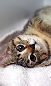 Preview wallpaper kitten, tabby cat, lying, legs, muzzle, whiskers