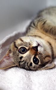 Preview wallpaper kitten, tabby cat, lying, legs, muzzle, whiskers