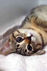 Preview wallpaper kitten, tabby cat, lying, legs, muzzle, whiskers