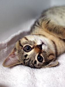 Preview wallpaper kitten, tabby cat, lying, legs, muzzle, whiskers