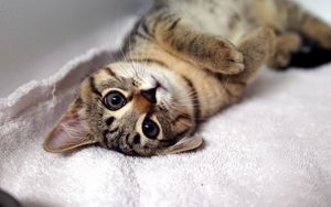 Preview wallpaper kitten, tabby cat, lying, legs, muzzle, whiskers