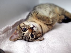 Preview wallpaper kitten, tabby cat, lying, legs, muzzle, whiskers