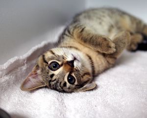 Preview wallpaper kitten, tabby cat, lying, legs, muzzle, whiskers