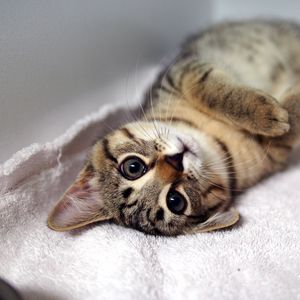 Preview wallpaper kitten, tabby cat, lying, legs, muzzle, whiskers