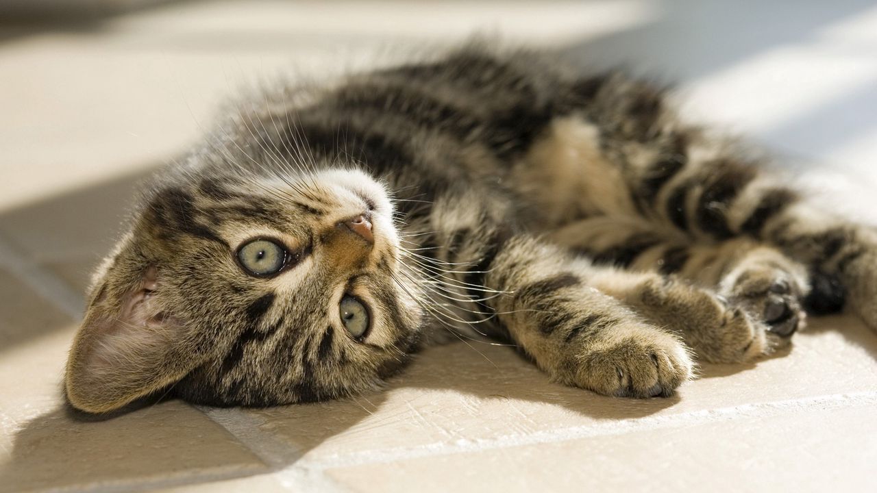 Wallpaper kitten, tabby, down, playful