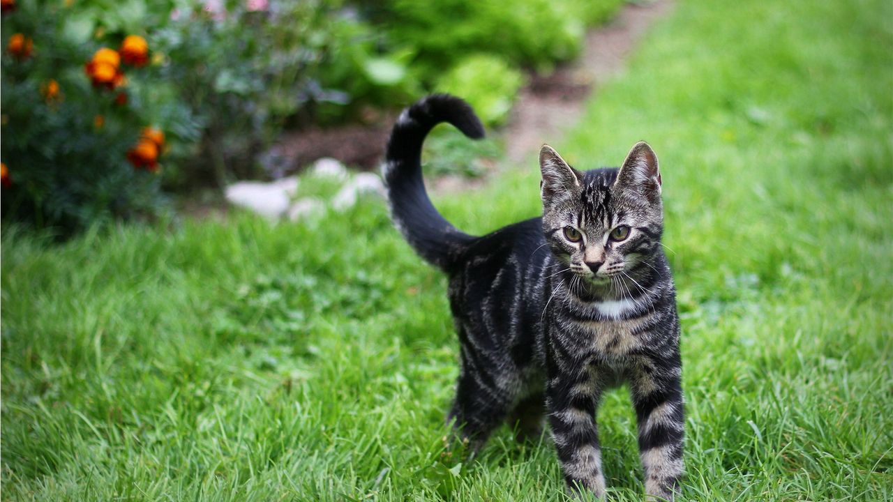 Wallpaper kitten, tabby, grass, walk, look, observation