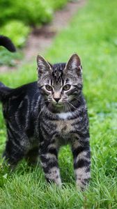 Preview wallpaper kitten, tabby, grass, walk, look, observation