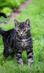 Preview wallpaper kitten, tabby, grass, walk, look, observation