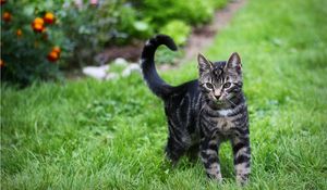 Preview wallpaper kitten, tabby, grass, walk, look, observation