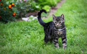 Preview wallpaper kitten, tabby, grass, walk, look, observation