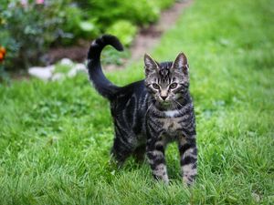 Preview wallpaper kitten, tabby, grass, walk, look, observation