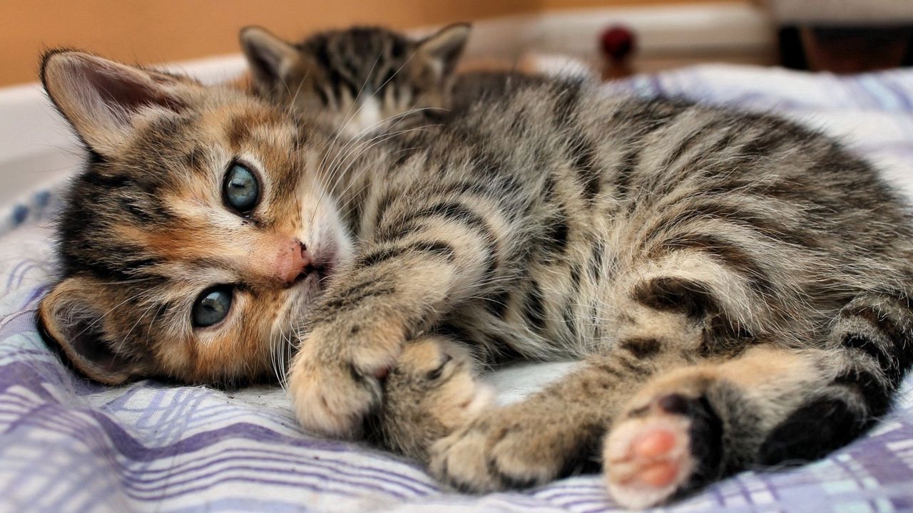 Wallpaper kitten, tabby, lie, bed
