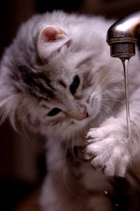 Preview wallpaper kitten, tap, water, jet