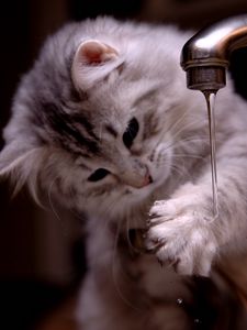 Preview wallpaper kitten, tap, water, jet