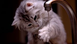 Preview wallpaper kitten, tap, water, jet