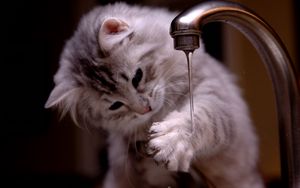 Preview wallpaper kitten, tap, water, jet