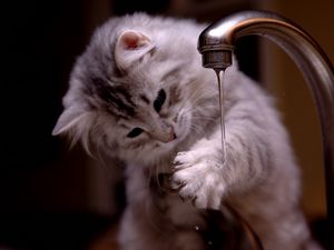 Preview wallpaper kitten, tap, water, jet