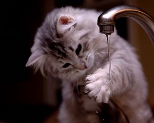 Preview wallpaper kitten, tap, water, jet