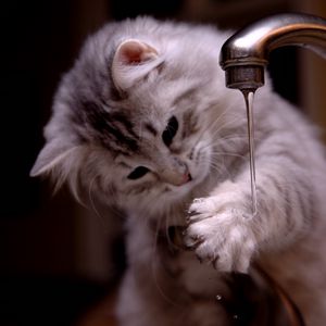 Preview wallpaper kitten, tap, water, jet