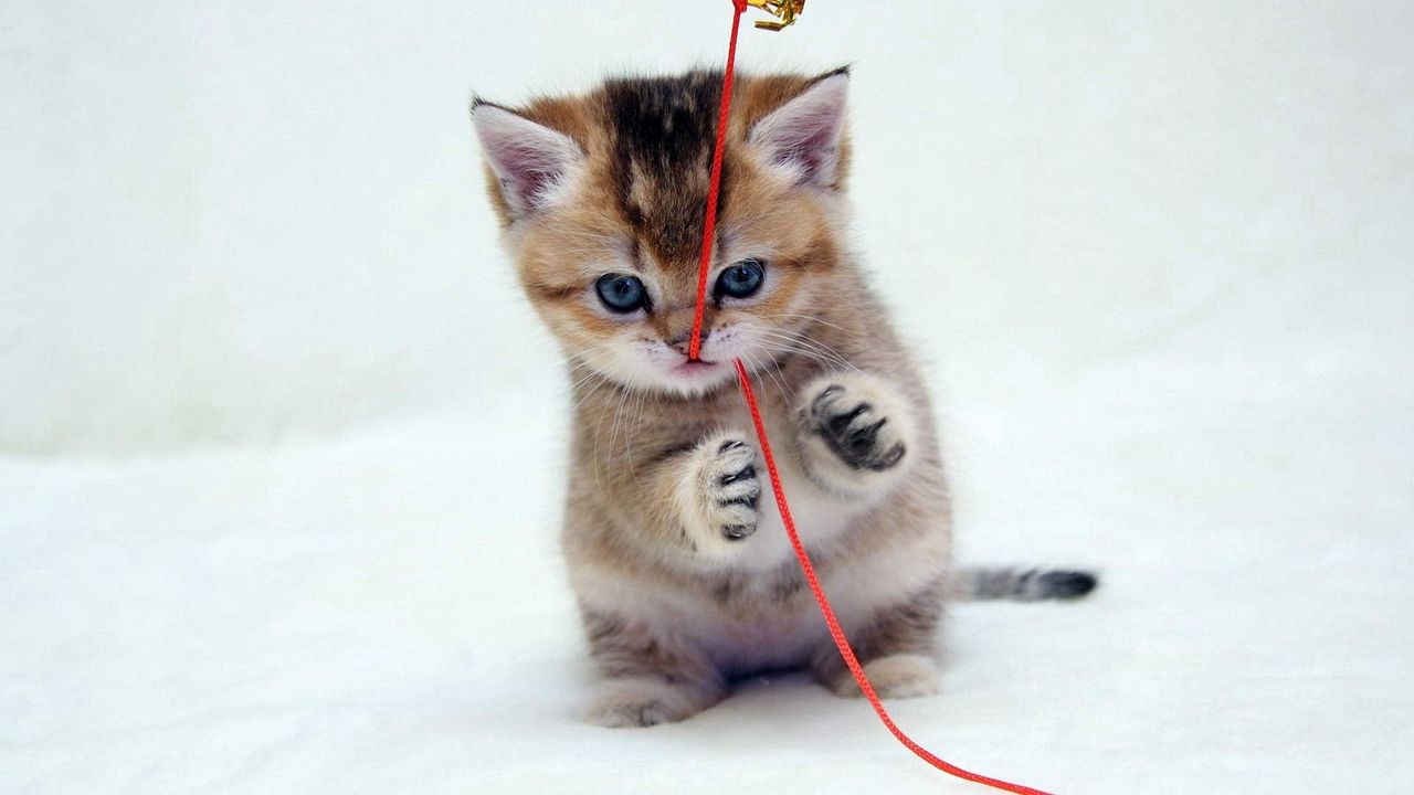 Wallpaper kitten, thread, play, kid
