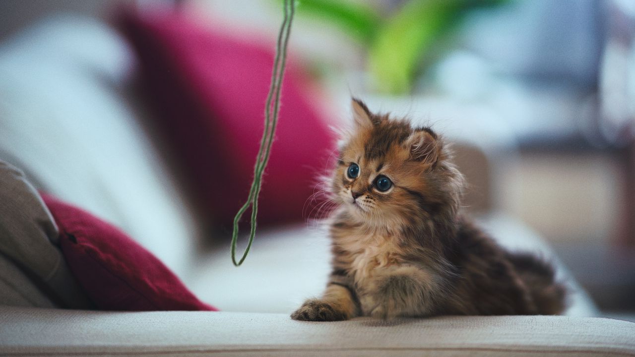 Wallpaper kitten, thread, play, kid, fluffy, room