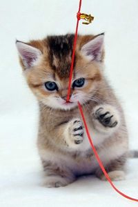 Preview wallpaper kitten, thread, playful
