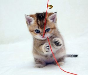 Preview wallpaper kitten, thread, playful