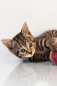 Preview wallpaper kitten, toys, cat, playful, background