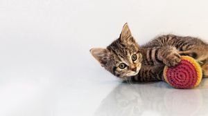 Preview wallpaper kitten, toys, cat, playful, background