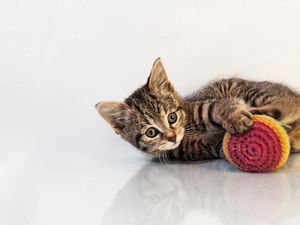 Preview wallpaper kitten, toys, cat, playful, background