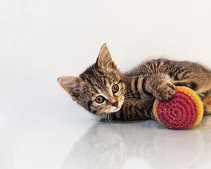 Preview wallpaper kitten, toys, cat, playful, background