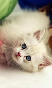 Preview wallpaper kitten, toys, playful, kid