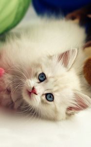 Preview wallpaper kitten, toys, playful, kid