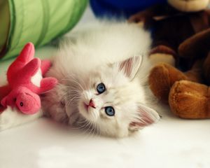 Preview wallpaper kitten, toys, playful, kid