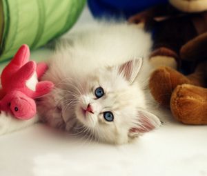 Preview wallpaper kitten, toys, playful, kid